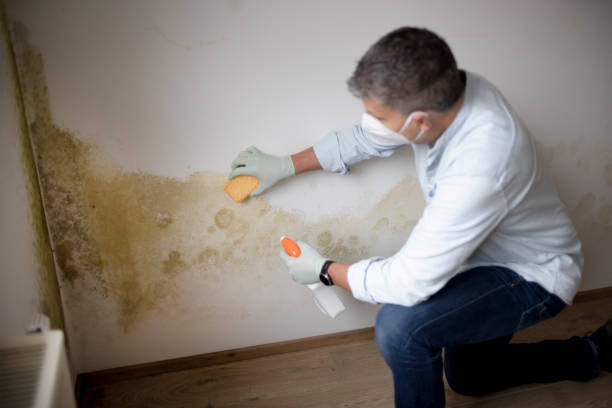 Best Residential Mold Inspection & Testing  in USA